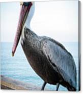 Portrait Of A Pelican Canvas Print