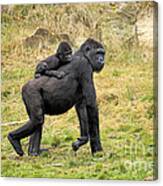Western Gorilla And Young #2 Canvas Print