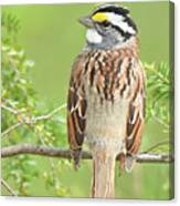 White-throated Sparrow #2 Canvas Print