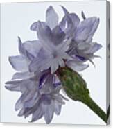 White With Blue Cornflower #2 Canvas Print