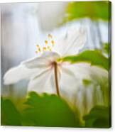 Wood Anemone Spring Wild Flower Abstract #2 Canvas Print