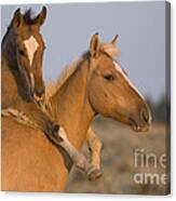 Young Mustangs Playing #2 Canvas Print