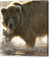 Grizzly Bear Ursus Arctos Horribilis #20 Canvas Print