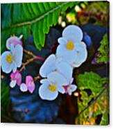 2015 Early September At The Garden Begonias Canvas Print