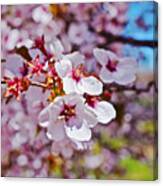 2015 Early Spring Cherry Blossoms 1 Canvas Print