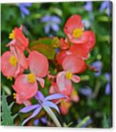 2015 Mid September At The Garden Begonias 2 Canvas Print