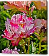2015 Summer's Eve At The Garden Candy Stripe Peony Canvas Print