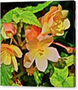 2016 Mid June Apricot Begonia 1 Canvas Print