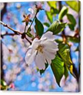2016 Olbrich Cherry Blossoms 2 Canvas Print