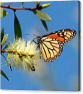 Butterfly #22 Canvas Print