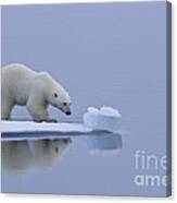 Polar Bear In Svalbard #23 Canvas Print