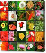 25 Image Collage Of Flowers Canvas Print