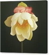 Lotus Bud Canvas Print