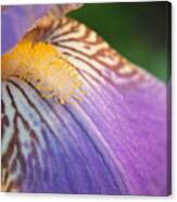 Purple Iris #29 Canvas Print