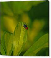 29- The Fly Canvas Print
