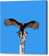 29- Turkey Vulture Canvas Print
