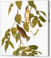 Audubon: Warbler #3 Canvas Print