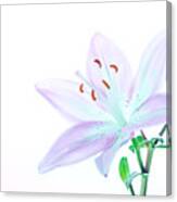 Beautiful Lily Flower #3 Canvas Print
