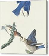 Blue-bird #3 Canvas Print