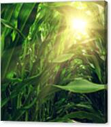 Corn Field #3 Canvas Print