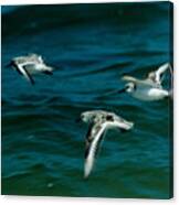 3 Flying Plovers Canvas Print
