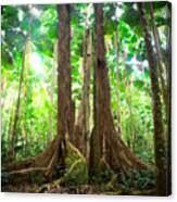 Gigantic Trees In Fan Palm Forest #3 Canvas Print