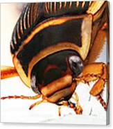 Great Diving Beetle Dytiscus Marginalis #3 Canvas Print