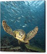 Green Sea Turtle Photograph by Dave Fleetham - Printscapes - Fine Art ...
