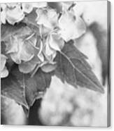 Hydrangeas #3 Canvas Print