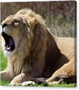 Lion #2 Canvas Print