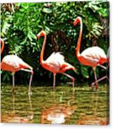 3 Pink Flamingos Canvas Print