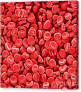 Red Blood Cells, Sem Canvas Print