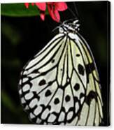 Rice Paper Butterfly #3 Canvas Print