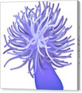 Sea Anemone #3 Canvas Print