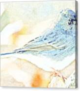 Slate-colored Junco, Snowbird, Male, Animal Portrait #3 Canvas Print