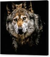 The Wolf #3 Canvas Print