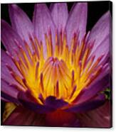 Water Lily #3 Canvas Print