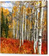 Rocky Mountain Fall #34 Canvas Print