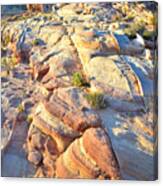 Valley Of Fire #291 Canvas Print