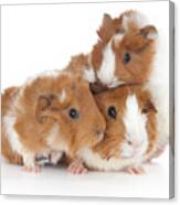 Abyssinian Guinea Pig #4 Canvas Print