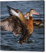 Black-bellied Whistling Duck #4 Canvas Print