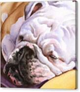 Bulldog #7 Canvas Print