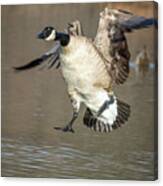 Canada Goose #4 Canvas Print