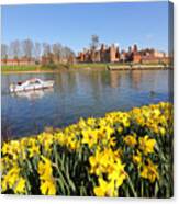 Daffodils Beside The Thames At Hampton Court London Uk #5 Canvas Print