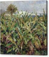 Field Of Banana Trees #5 Canvas Print