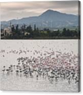 Flamingo Birds  #4 Canvas Print