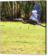 Great Blue Heron In Flight #4 Canvas Print