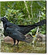 Great-tailed Grackle #4 Canvas Print