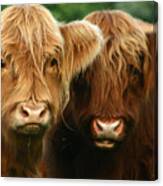 Highland Cattle #4 Canvas Print