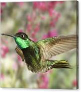 Magnificent Hummingbird #4 Canvas Print